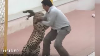 Leopard Attacked A School In India [upl. by Belding]