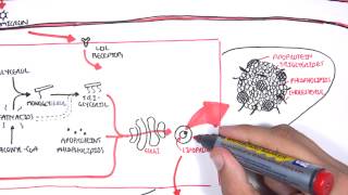 Physiology of Lipoproteins Cholesterol [upl. by Shererd]