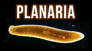 How to Get Rid of Planaria – 4 Proven Methods [upl. by Cykana308]