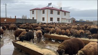 İKİ GÜN BOYUNCA YAĞMUR YAĞDI KOYUNLARIN YERLERİ SUYLA DOLDU [upl. by Dryfoos]