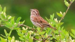 Song Sparrow Singing [upl. by Ilah646]