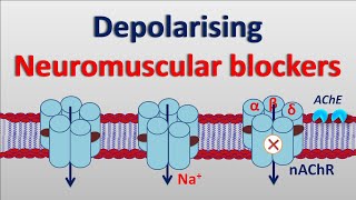 Depolarising neuromuscular blockers [upl. by Tanhya]