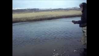 6 pound sea trout in Varmá Iceland [upl. by Lamiv41]