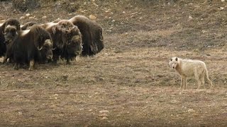 Wolves vs Herd of Muskox  Snow Wolf Family And Me  BBC Earth [upl. by Nohj183]