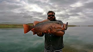 Crazy Topwater Mangrove Jack  Rapala Walk n Roll [upl. by Ehcor]