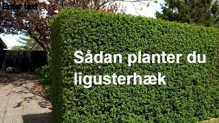 Udplantning af ligusterhæk  Plantorama guide [upl. by Wilmette]