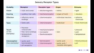 Sensory Receptors  Chemoreceptors  noorpharmacylectures8513 [upl. by Knight]