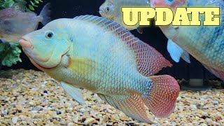 Red Terror Cichlid Growout Update 11722 [upl. by Sonja]