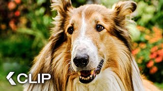 Lassie rettet die entführten Kinder  LASSIE Ein neues Abenteuer Clip amp Trailer German 2023 [upl. by Berghoff831]