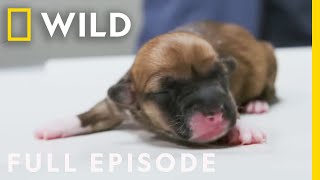 Doggie Delivery Full Episode  Heartland Docs DVM [upl. by Atenek257]