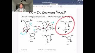 How do Enzymes Work RNase A [upl. by Einiar]