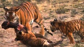 Lion vs Tiger Award Winning Documentary 2011 Last Chance Tiger [upl. by Adel934]