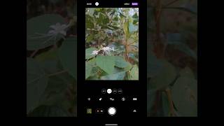 Sony Xperia 5 iii test camera shorts [upl. by Derr]