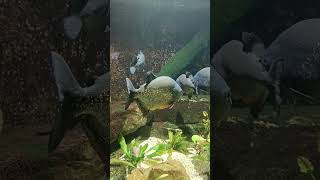 Piranhas Aquarium Wilhelma Zoo Stuttgart shorts [upl. by Frans]