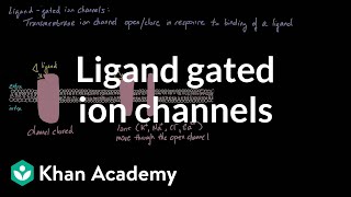 Ligand Gated Ion Channels  Nervous system physiology  NCLEXRN  Khan Academy [upl. by Marelya]