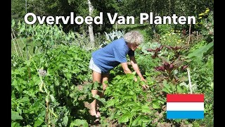 Overvloed Van Planten  Philip Forrer  verhoogde tuinbedden [upl. by Zillah207]