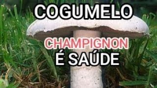 COGUMELO CHAMPIGNON [upl. by Aiouqes396]