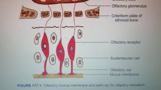 Olfactory Pathway Medical Physiology First Yearlectureolfactorypathwayphysiologytrendingshortsyt [upl. by Sage940]