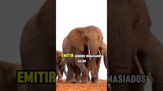 🐘¿Los Elefantes Pueden Hablar ¡Increíble Comunicación🐘 elefante elephants [upl. by Giesser]