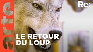 Le loup un animal qui dérange   ARTE Regards [upl. by Danni]