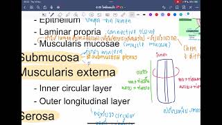 ติว Alimentary system part 12 midblock physio 2  rxcu85 [upl. by Fontana]