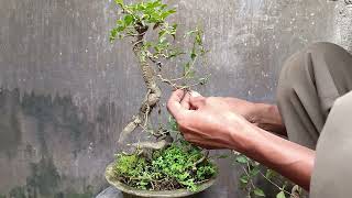 Micro cherry blossom bonsai material [upl. by Lenoj]