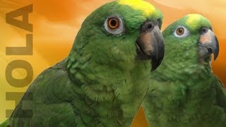 Loro Saluda a sus Fans  Muy chistoso  Parrots saying hello to their fans [upl. by Arnst]