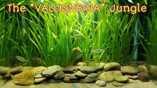 The VALLISNERIA Jungle  Relaxing  Nks Aquatics [upl. by Atsirt882]