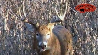 AWESOME Grunting Deer Buck Charging Rutting Whitetails  Rut Hunting [upl. by Rambow]