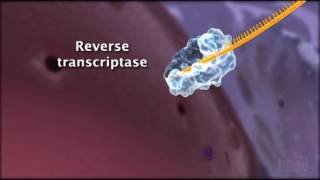 HIV Life Cycle  HHMI BioInteractive Video [upl. by Laumas]