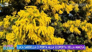 Luca Sardella alla scoperta della mimosa  La Volta Buona 14032024 [upl. by Ragen]