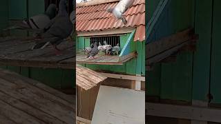 Racing pigeons entry pigeons pigeonsloft pigeonbaby pigeonshouse pigeonsfeeding [upl. by Oflodur929]