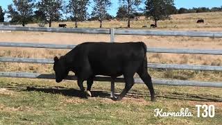 Aussie Angus Brangus Bull Sale Lot 25 Karnahla Troop T30 [upl. by Manvil]