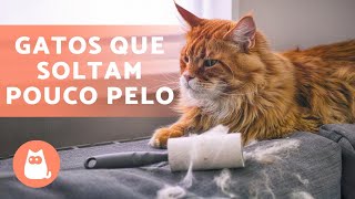 8 RAÇAS DE GATOS que soltam POUCO PELO 🐱 [upl. by Ikcaj]