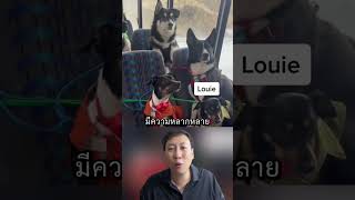 รถโรงเรียนหมามารับถึงที่ สาระ เรื่องเล่า facts knowledge dogschool animals pets class short [upl. by Nitsua]