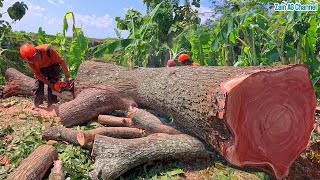 The most beautiful red mahogany tree cutting [upl. by Jacques697]