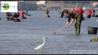 Berberechos ÑAI de la Ría de Noia Documental [upl. by Ditmore]