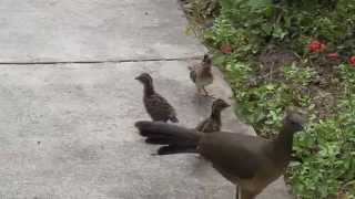 Plain Chachalaca juveniles [upl. by Ahsemot]