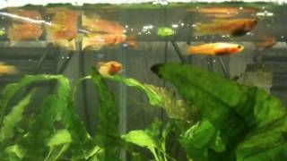 Killifish  Fundulopanchax gardneri GOLD tank [upl. by Pulchi]