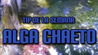 Tip de la Semana Alga Chaeto [upl. by Chuipek947]