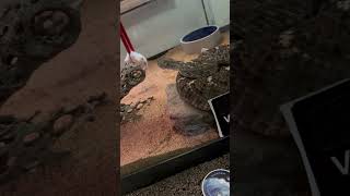 WESTERN DIAMONDBACK EATS FT RAT reptile reptiles snake animal nature wildlife [upl. by Maddy396]