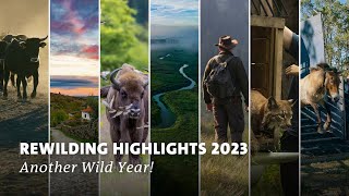 Rewilding Europe 2023 Highlights  End of Year Recap  Another Wild Year [upl. by Frans]