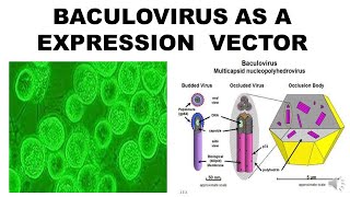 BACULOVIRUS EXPRESSION SYSTEM [upl. by Pilihp]