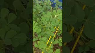 my chota sa Kitchen garden methi garden green onion [upl. by Washburn]