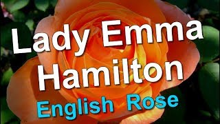 Lady Emma Hamilton Rose [upl. by Knuth757]