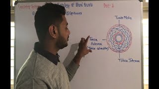 Circulatory System  Histology Of Blood Vessels [upl. by Ivers923]