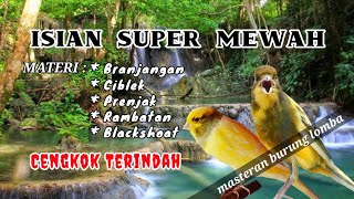 Masteran Kenari Full isian Super Mewah [upl. by Sosna]