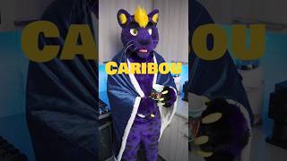 Fursona Species Review Day 730 Caribou or Reindeer 🦌furries fursuit fursona [upl. by Annaeoj880]