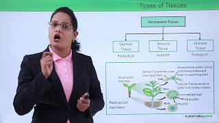 Class10th – Plant Tissues and their Types  Anatomy of Flowering Plant  Tutorials Point [upl. by Adnuhser]