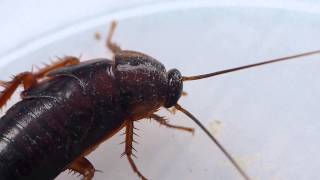 Japanese Cockroach Nymph Selfgrooming ヤマトゴキブリ終齢幼虫の身繕い・起き上がり [upl. by Lindsy948]